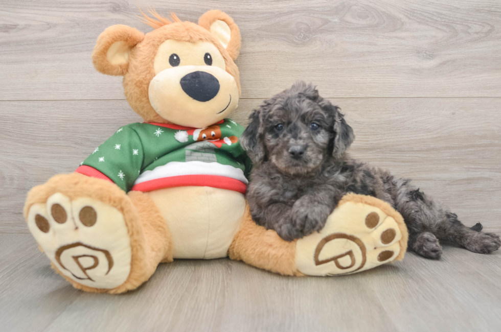 5 week old Mini Goldendoodle Puppy For Sale - Premier Pups