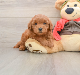 6 week old Mini Goldendoodle Puppy For Sale - Premier Pups