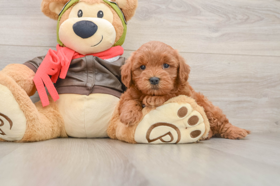 Mini Goldendoodle Pup Being Cute