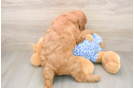 Best Mini Goldendoodle Baby