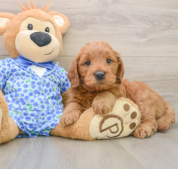 5 week old Mini Goldendoodle Puppy For Sale - Premier Pups