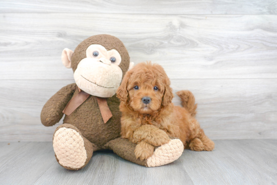 Popular Mini Goldendoodle Poodle Mix Pup