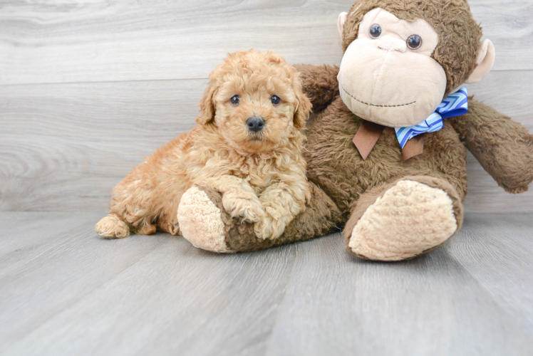 Mini Goldendoodle Puppy for Adoption