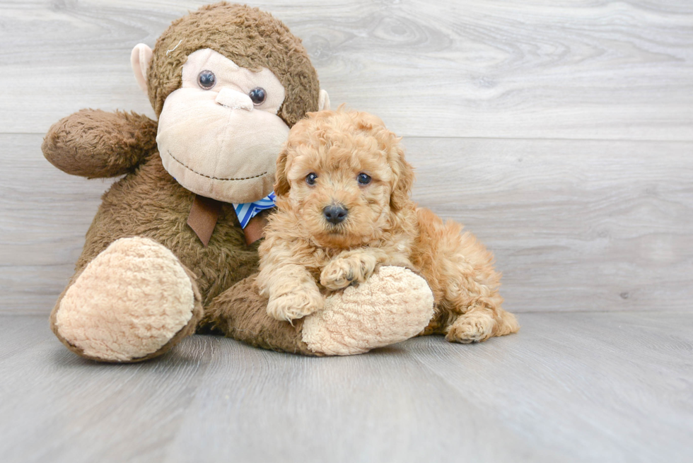 Mini Goldendoodle Pup Being Cute