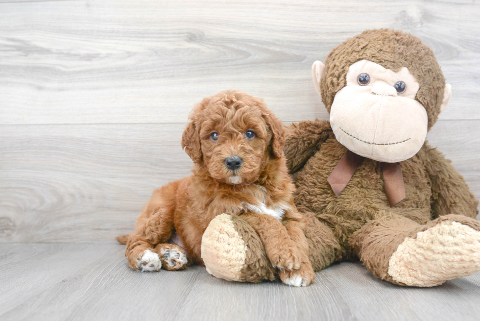 Happy Mini Goldendoodle Baby