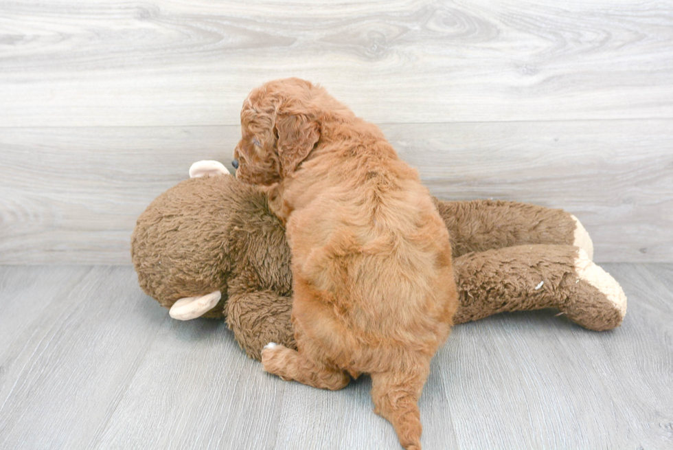 Smart Mini Goldendoodle Poodle Mix Pup