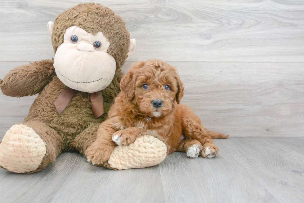 Mini Goldendoodle Pup Being Cute