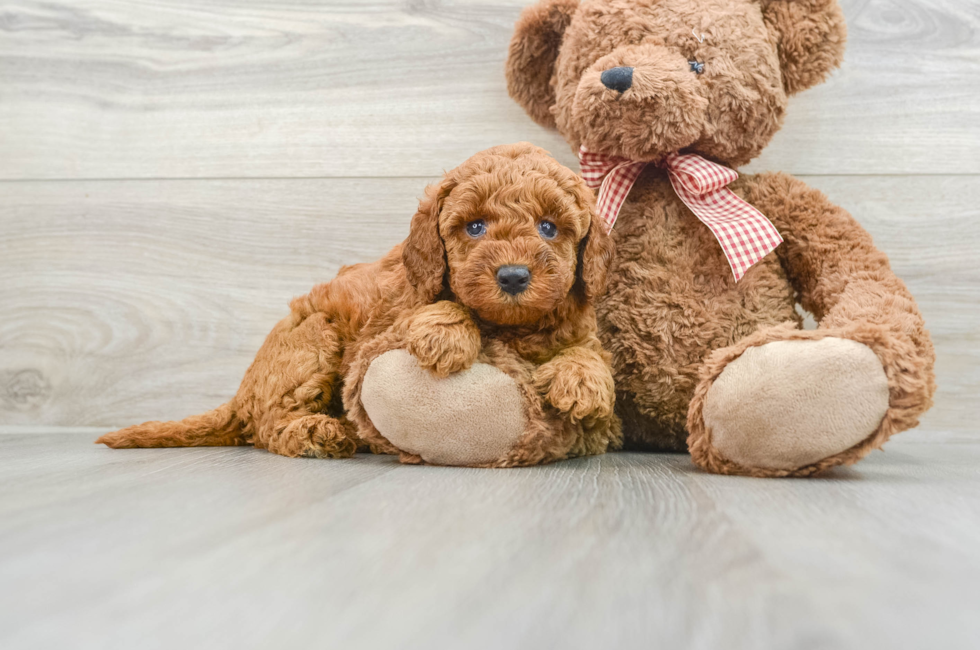 8 week old Mini Goldendoodle Puppy For Sale - Premier Pups