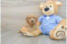 Mini Goldendoodle Puppy for Adoption