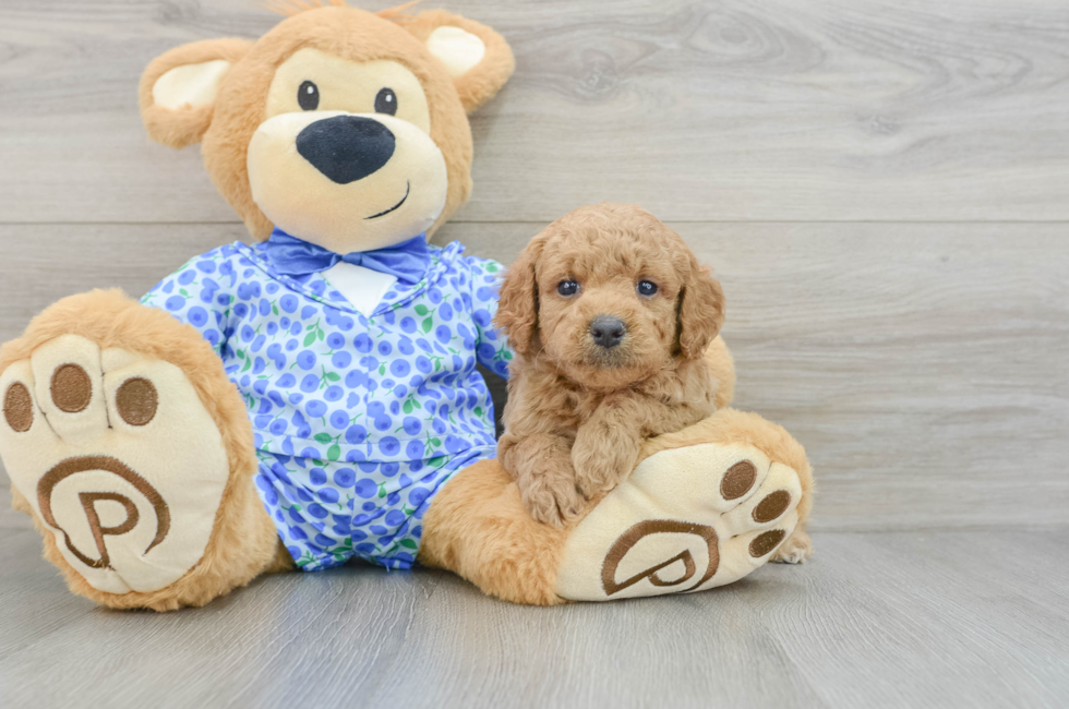 5 week old Mini Goldendoodle Puppy For Sale - Premier Pups