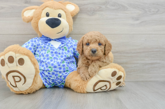 Mini Goldendoodle Puppy for Adoption