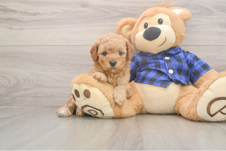 Mini Goldendoodle Puppy for Adoption