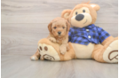 Mini Goldendoodle Puppy for Adoption