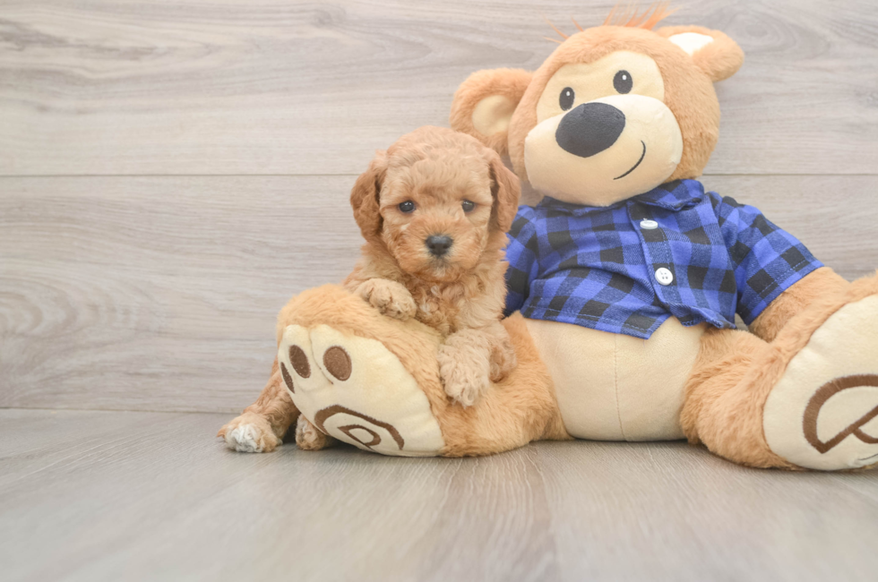 5 week old Mini Goldendoodle Puppy For Sale - Premier Pups
