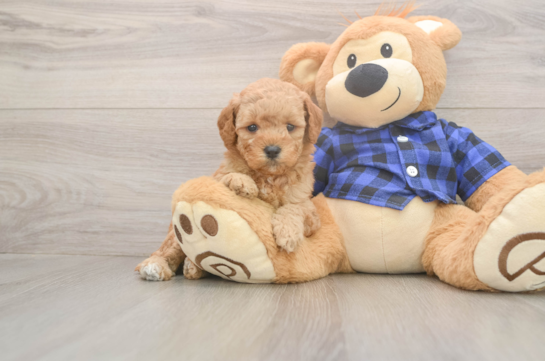 Mini Goldendoodle Puppy for Adoption