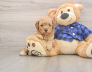 7 week old Mini Goldendoodle Puppy For Sale - Premier Pups 7 week old Mini Goldendoodle Puppy For Sale - Premier Pups