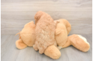 Mini Goldendoodle Pup Being Cute