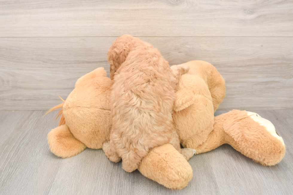 Mini Goldendoodle Pup Being Cute
