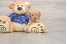 Mini Goldendoodle Pup Being Cute