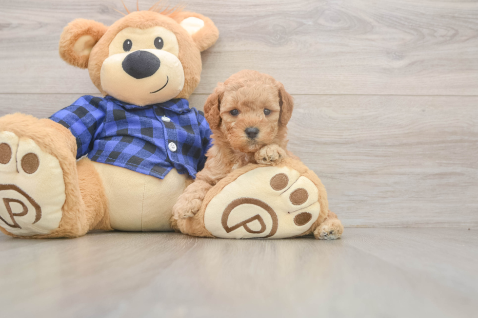 Mini Goldendoodle Pup Being Cute