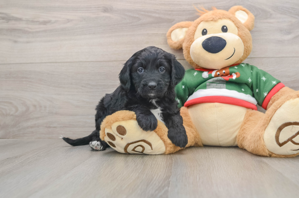 5 week old Mini Goldendoodle Puppy For Sale - Premier Pups