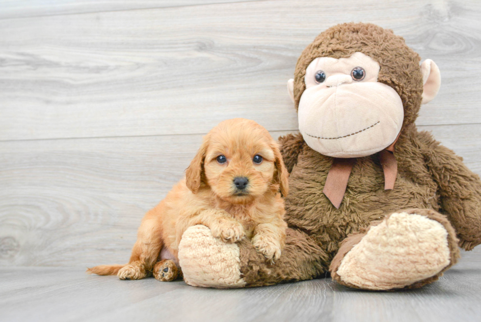 Mini Goldendoodle Puppy for Adoption