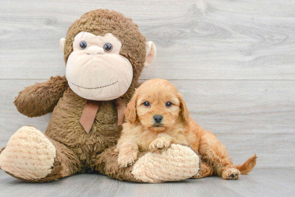 Adorable Golden Retriever Poodle Mix Puppy