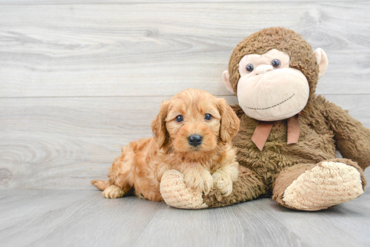 Mini Goldendoodle Pup Being Cute