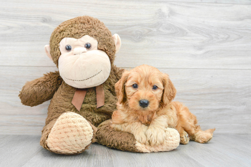 Mini Goldendoodle Puppy for Adoption