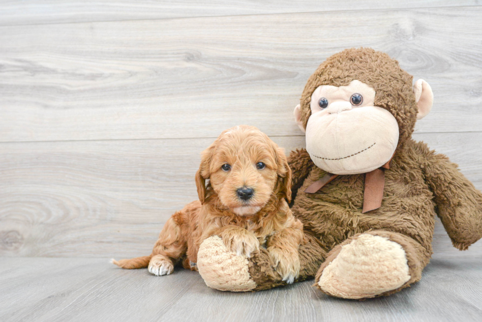 Best Mini Goldendoodle Baby