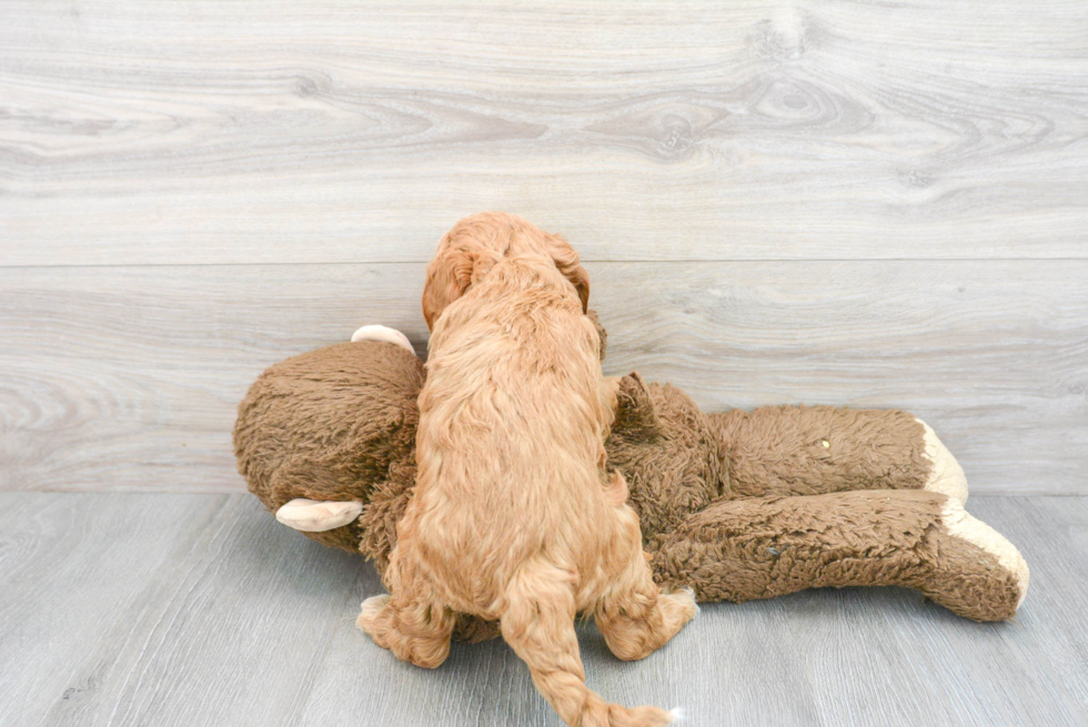 Best Mini Goldendoodle Baby