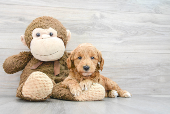 Mini Goldendoodle Pup Being Cute