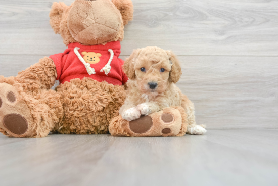 Mini Goldendoodle Pup Being Cute