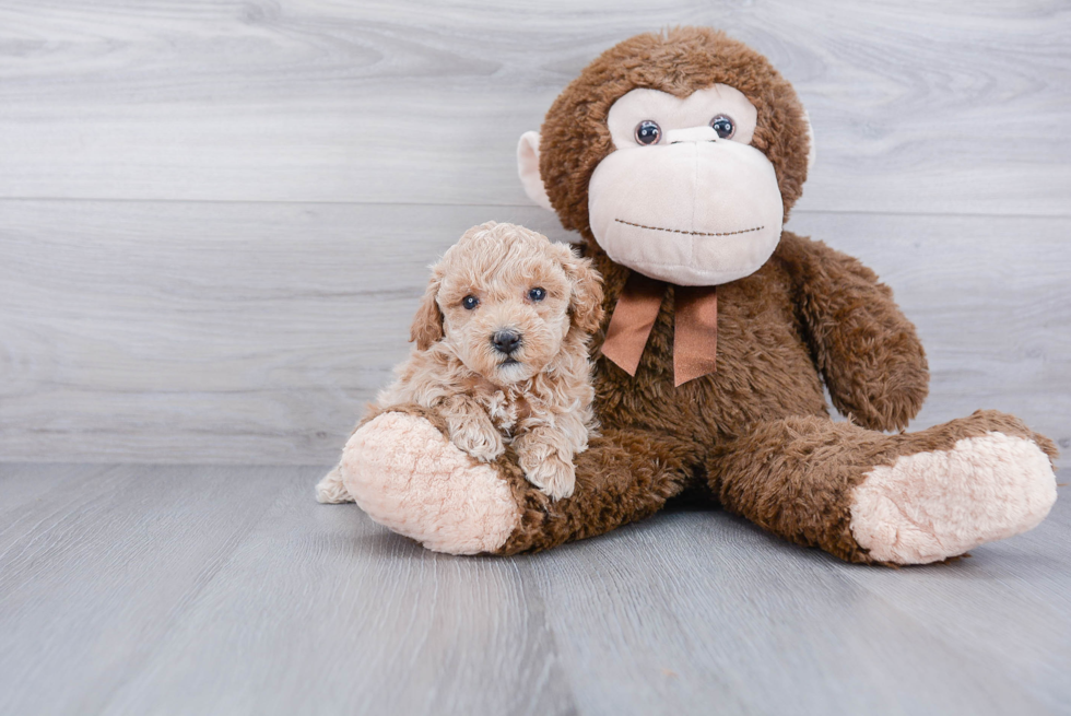 Mini Goldendoodle Pup Being Cute