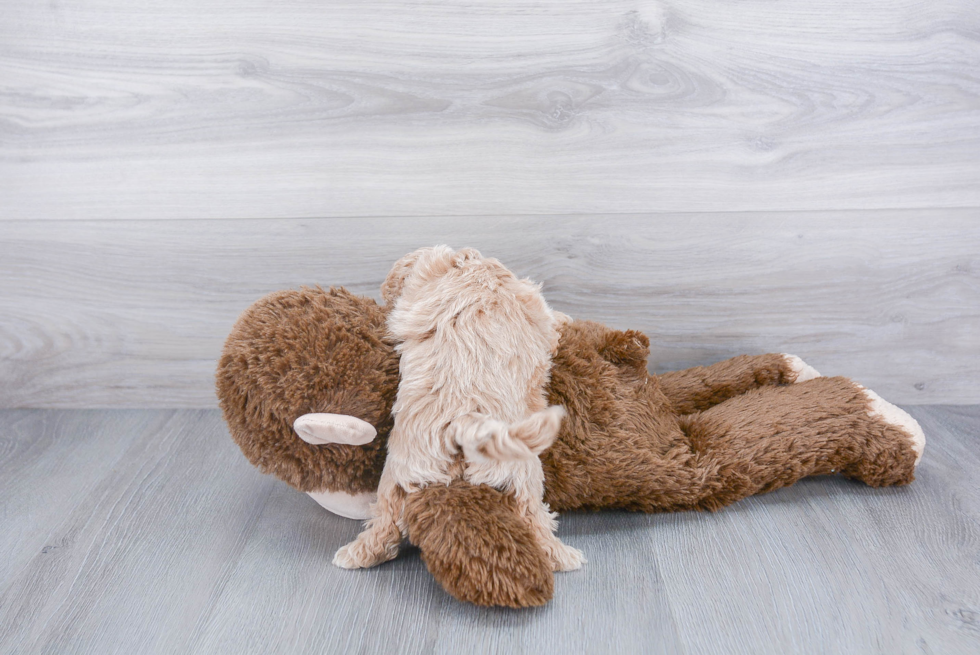 Funny Mini Goldendoodle Poodle Mix Pup