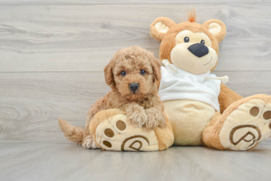 Mini Goldendoodle Pup Being Cute