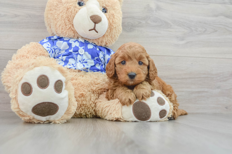 5 week old Mini Goldendoodle Puppy For Sale - Premier Pups