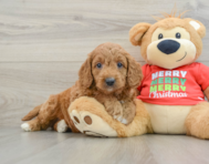 7 week old Mini Goldendoodle Puppy For Sale - Premier Pups