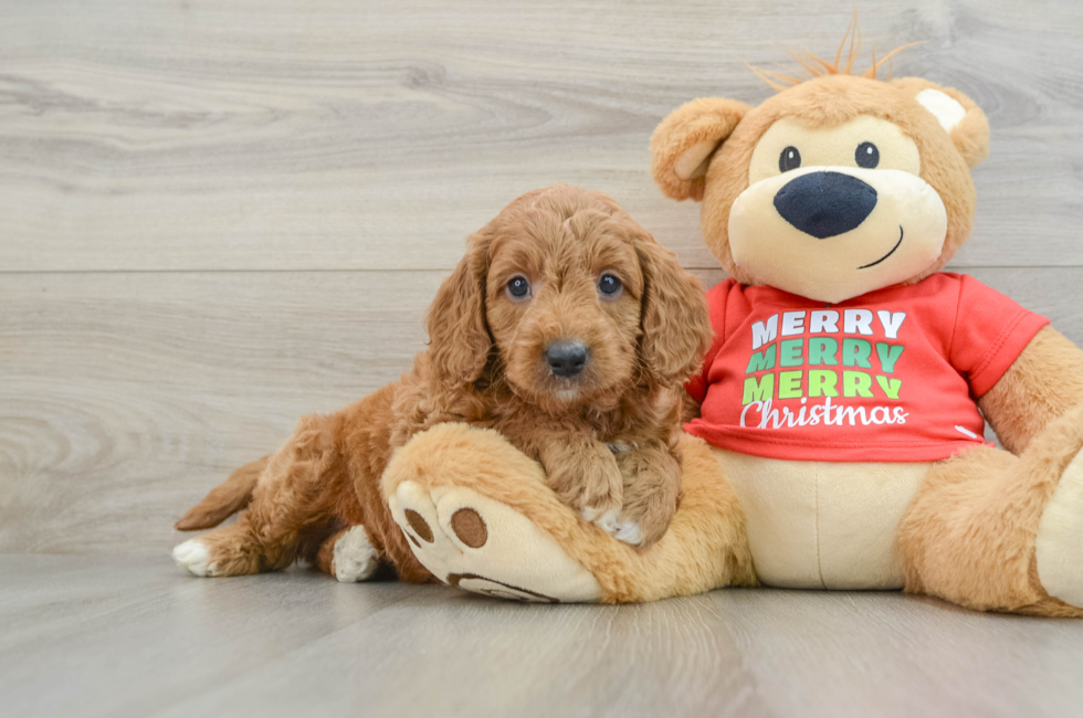 5 week old Mini Goldendoodle Puppy For Sale - Premier Pups