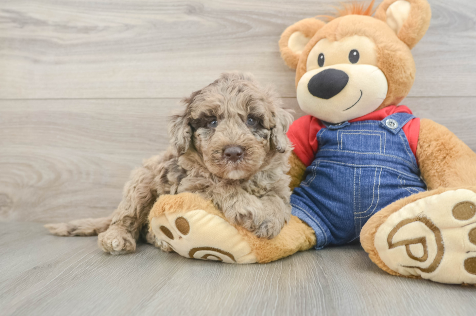 6 week old Mini Goldendoodle Puppy For Sale - Premier Pups