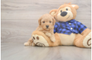 Mini Goldendoodle Pup Being Cute
