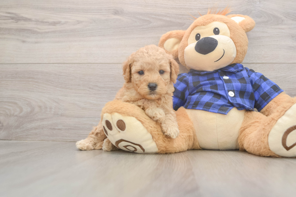 Mini Goldendoodle Pup Being Cute