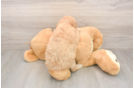 Best Mini Goldendoodle Baby