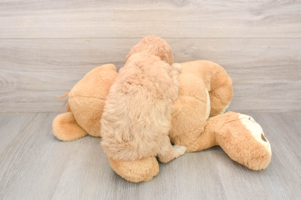Best Mini Goldendoodle Baby
