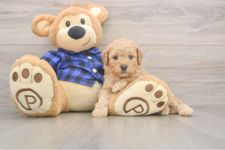 Sweet Mini Goldendoodle Baby