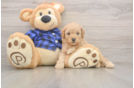 Sweet Mini Goldendoodle Baby