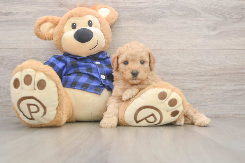 Sweet Mini Goldendoodle Baby