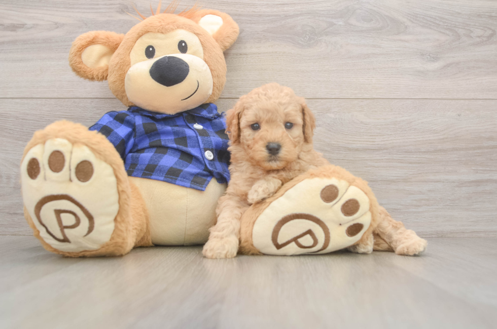 5 week old Mini Goldendoodle Puppy For Sale - Premier Pups
