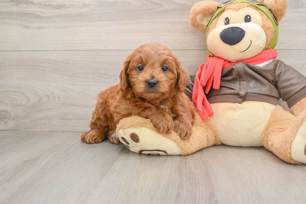 Mini Goldendoodle Puppy for Adoption