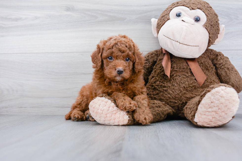 Mini Goldendoodle Pup Being Cute